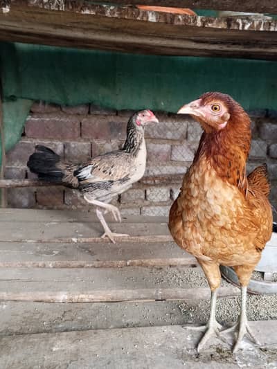 Ye murgian cross breed se taluk rakhti hy, Andy bhi deti hy, Jo kuch