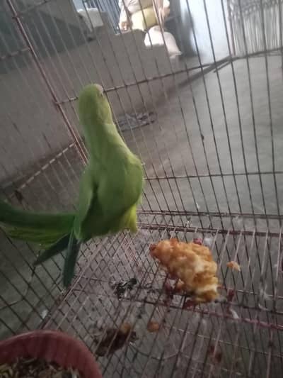 raw pair ringnike pair raw male full tame or toking karta ha ringnike