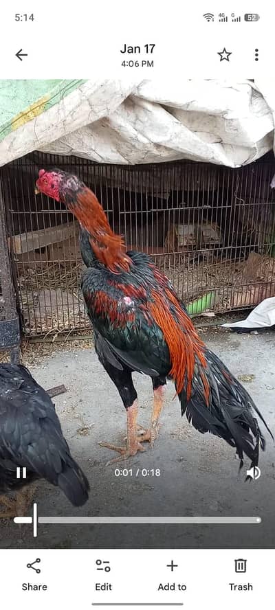 Pure Pakistani sahiwal aseel 03008076142