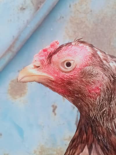 2 high quality females homebreed