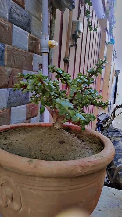 Jade plant bonsai