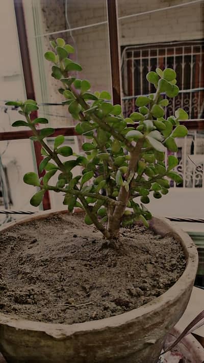 Jade plant bonsai