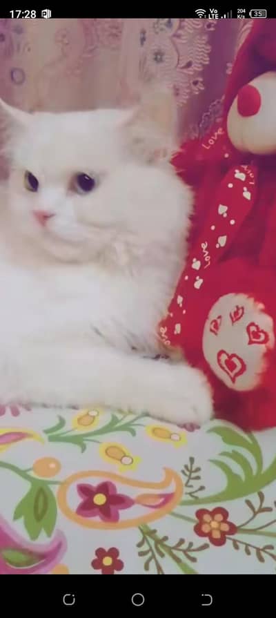 cat four sale washroom ha