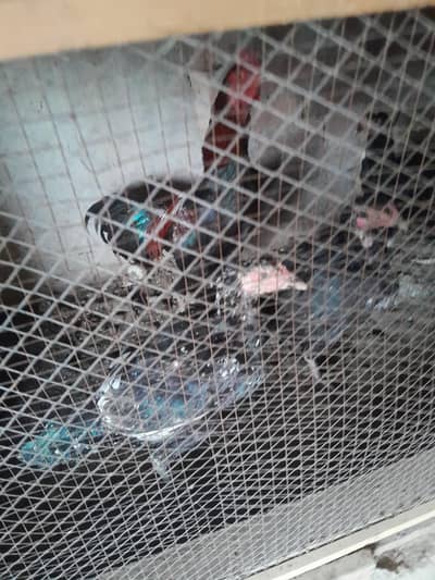 2 aseel murgay or 7 murgiyan for sale