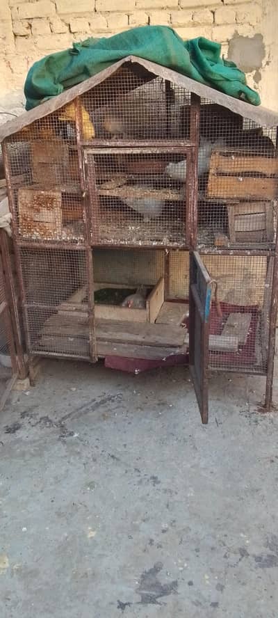 Aseel Heera Pair with 3 cages and 5 Pcs Lakka kaboter