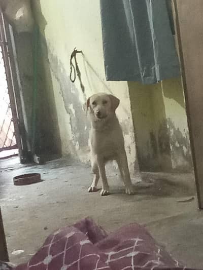 labra female for sale