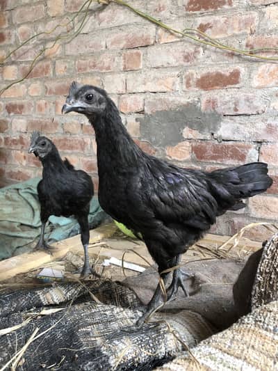Ayam Cemani grey  tongue