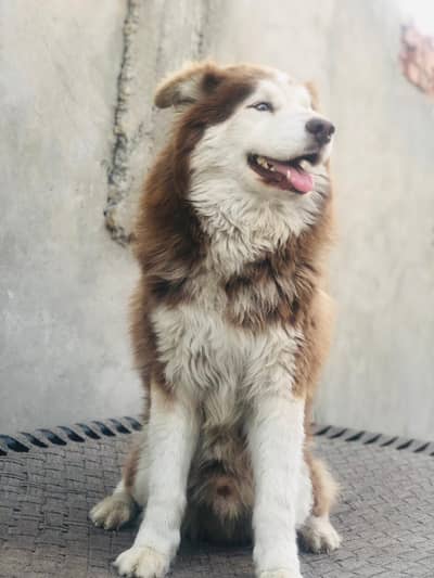 Husky for sale urgent