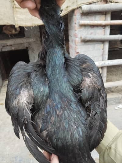 Dragon black skin Breeder Female