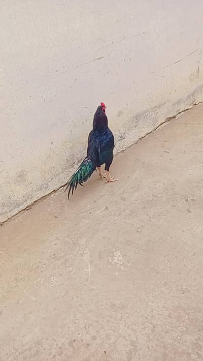 home breed Hy 2time venar