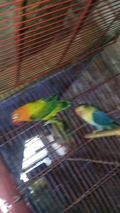 love bird pathy and breeder pair