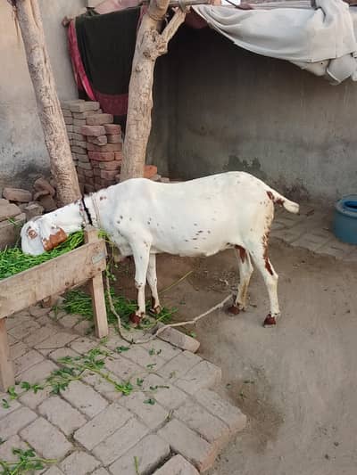white makhi cheni bakri