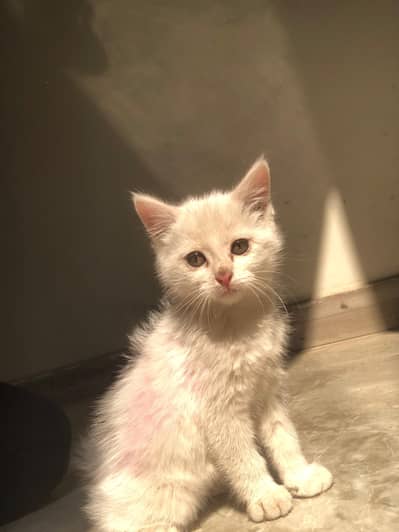 White Persian 3 months Cat. 03436390566