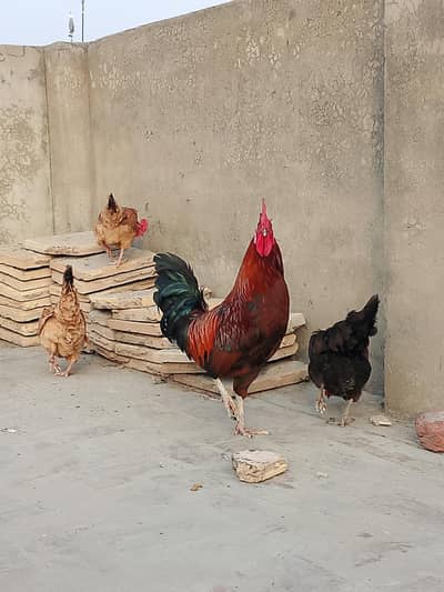 local desi hens for sale