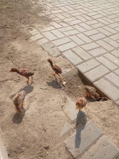 5 Aseel Chicks for sale in Lahore