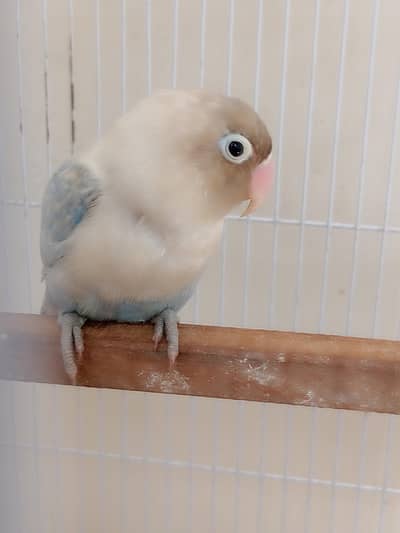 love bird h handteam h full 0 bite h