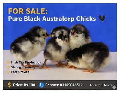 Australorp chicks for sale