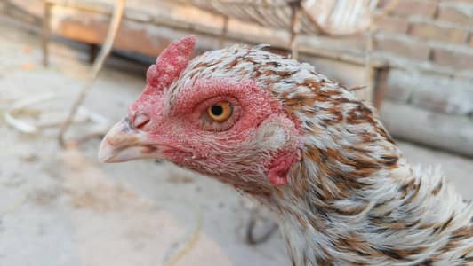 Pure Aseel Hen Kurak