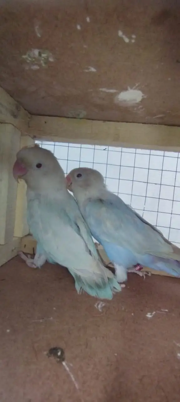 Pale fellow love bird — photo 6