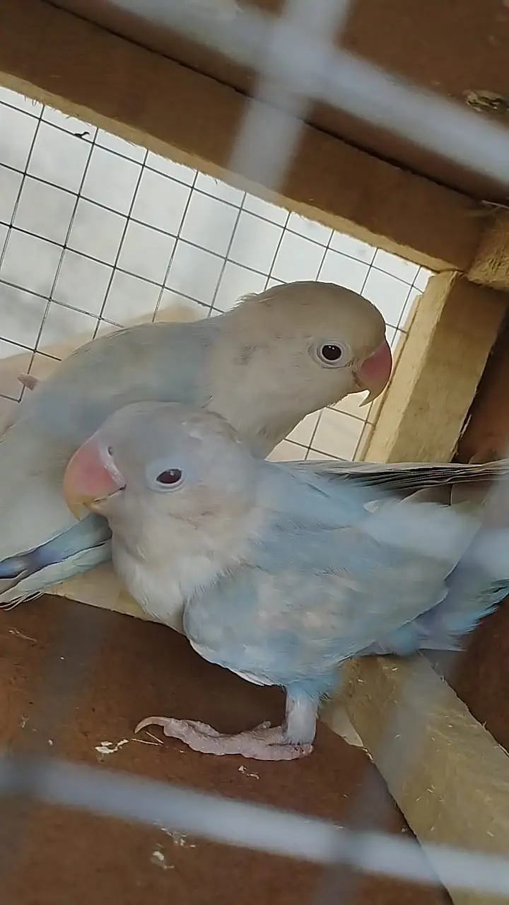 Pale fellow love bird — photo 7