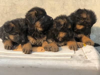 German Shepherd Puppies For Sale Only for Pet lover familys
