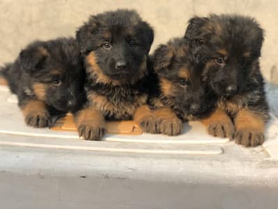 German Shepherd Puppies For Sale Only for Pet lover familys