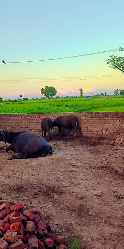 Dairy Farm worker required