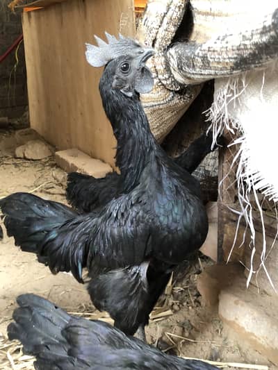 Ayam cemani Grey tongue 03056090090 Contact Only whatsApp