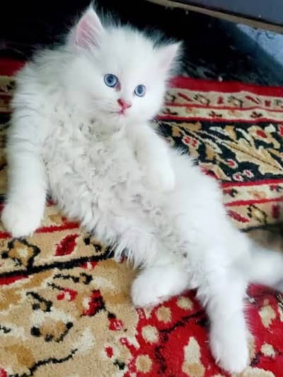 Little train playful n activefully