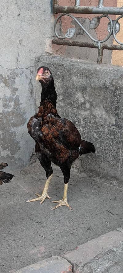 Aseel pathiya available home breed band Gaddi 03227167270