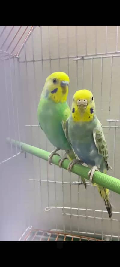 Rainbow  pair ready to breed reasonable price