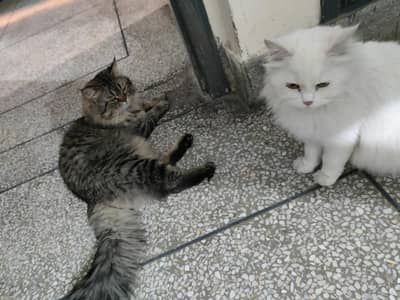 matting k liye Kisi ko chaye to rabta kary