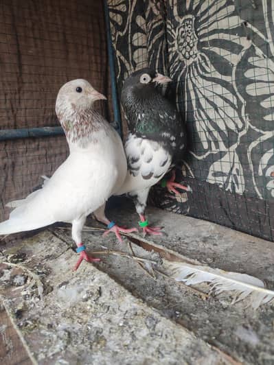 Rampuri mai Taddy Qaras Nr Or Kali Angh ke Madi