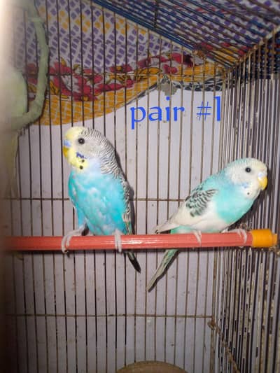 healthy and active budgies for sell in best price
