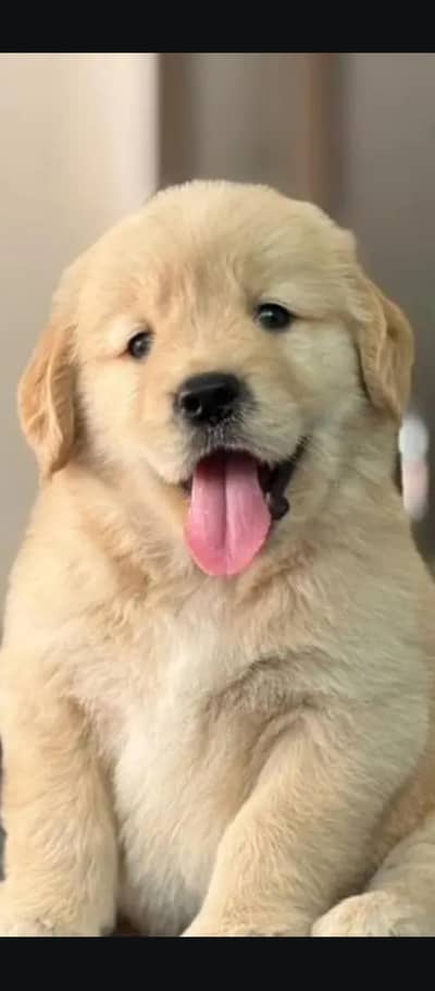 Labrador Puppy