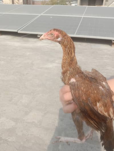 aseel pathiyan for sale