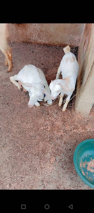 Tady breder tady bakri with child 03222553264