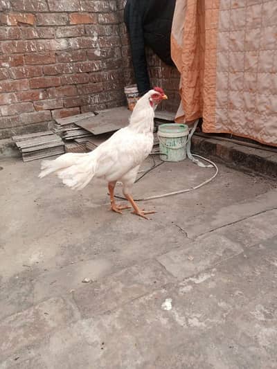 Heera Aseel| Heera murga