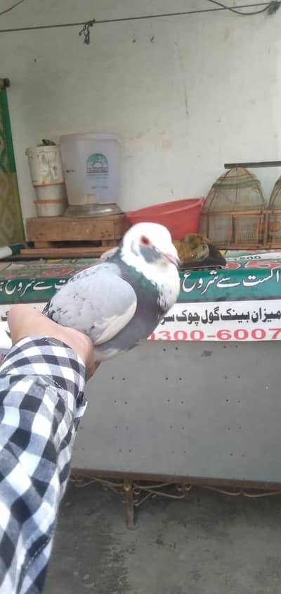 darbaz pair for sale high quality