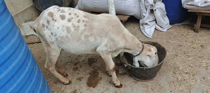 Sheeps for sale (Different prices)