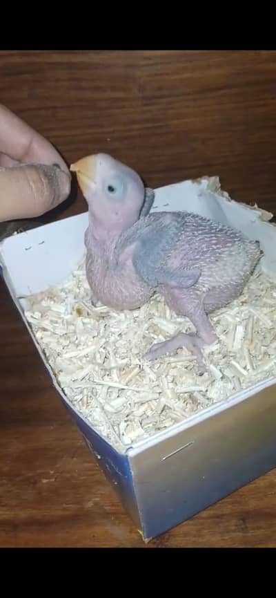 Kashmiri Raw jumbo size chick available for se