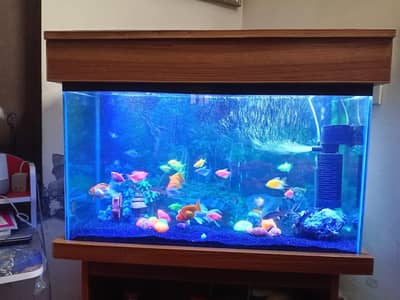 Fish Aquarium service And maintenance