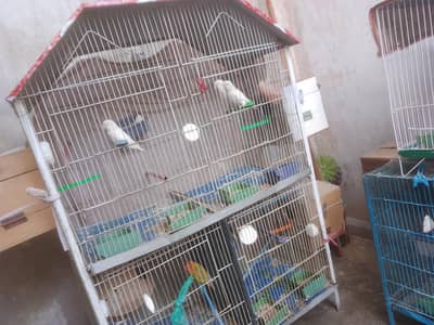 all satap albino black eyas breeders pair