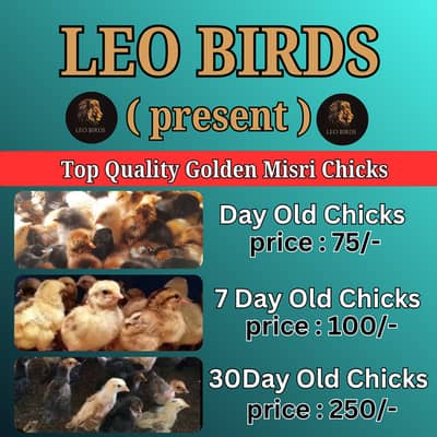 golden misri chicks | desi chicks | desi Chuzay |7 days old | days old