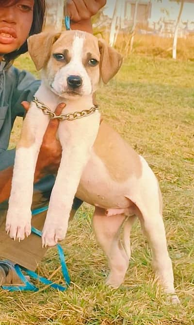 Pakistani bully mail 2 month for sale