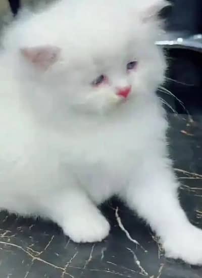 Persian female kitten for sale My WhatsApp number 03 25 022 67 56
