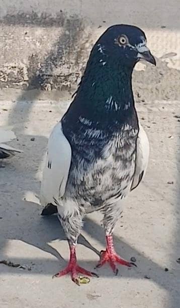 3 jory 6k per pair final pigeon kabutar