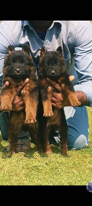 German Shepherd double coat pair 2 month for sale
