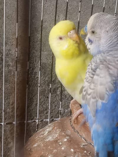 Budgie parrot