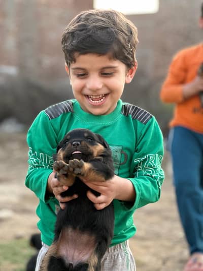 Rottweiler puppy 03356464035